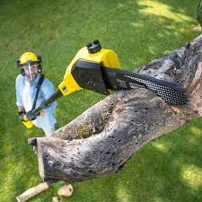 Professional Tree Removal in East Marion, NY