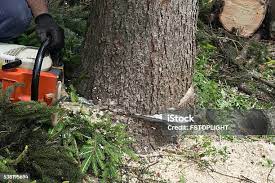 Best Palm Tree Trimming  in East Marion, NY