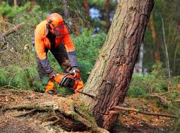 Best Lawn Drainage Solutions  in East Marion, NY