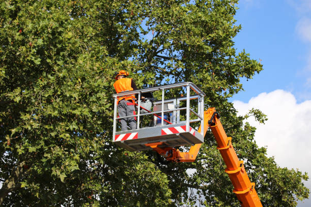 Best Tree Trimming and Pruning  in East Marion, NY