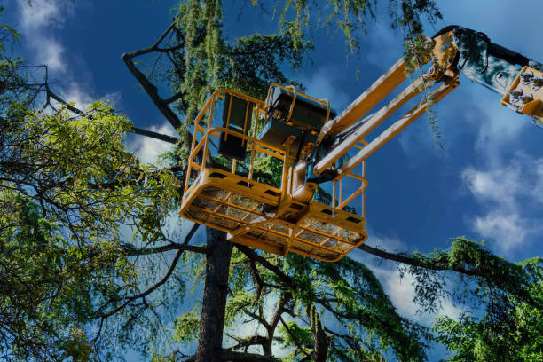 Best Leaf Removal  in East Marion, NY