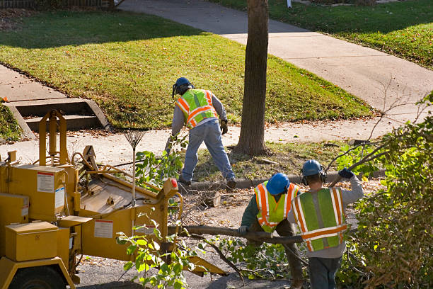 Best Tree Mulching  in East Marion, NY