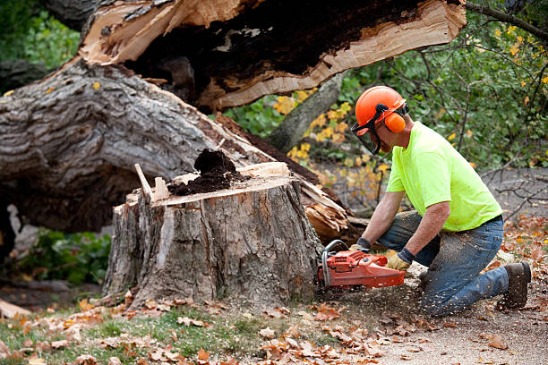 Best Fruit Tree Pruning  in East Marion, NY