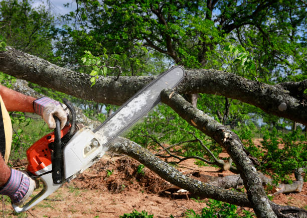 Best Root Management and Removal  in East Marion, NY